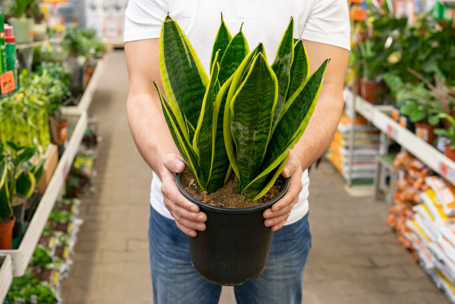 4 plantas que purificam o ar e melhoram o bem-estar no seu apartamento 